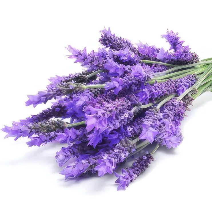 Hương Lavender