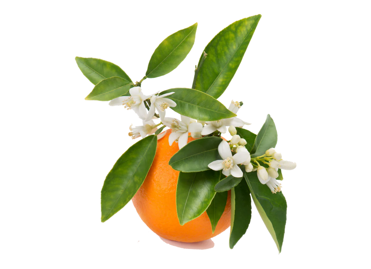 orange blossom